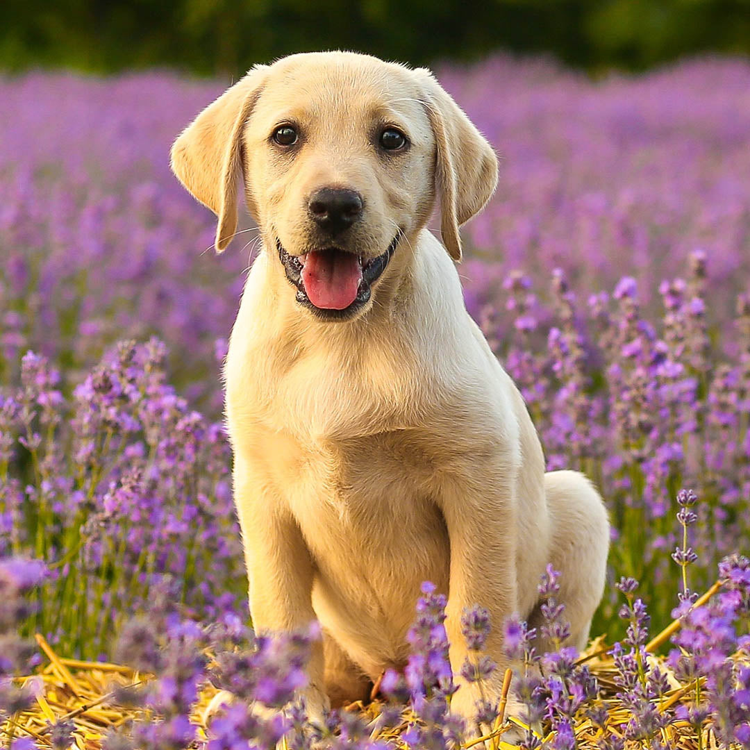 Your pets